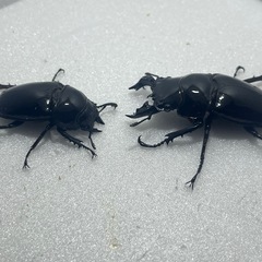 ①タランドゥスオオツヤクワガタクワガタペアの画像