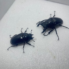 ①タランドゥスオオツヤクワガタクワガタペアの画像