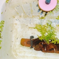 【残り2名様】メダカ稚魚10匹まで0円 お1人様1回限りの画像