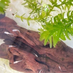 【残り2名様】メダカ稚魚10匹まで0円 お1人様1回限りの画像