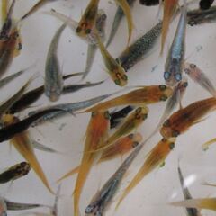 決まりました。ミックスメダカ　幼魚20匹(1.5cm前後)  ①の画像