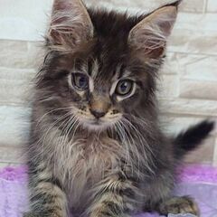 メインクーンの子猫