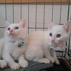 生後3ヶ月位　白猫子猫【7月20日(日曜日)　🌟久留米市上…