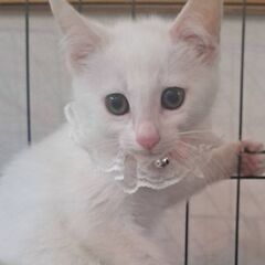 生後3ヶ月位　白猫子猫【7月27日(日曜日)　🌟久留米市野中町ログハウス🌟譲渡会🌟】 - 久留米市