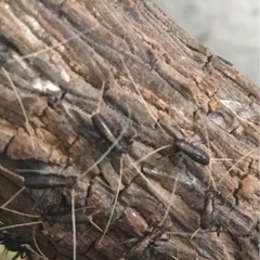 鈴虫もらってください(5)の画像