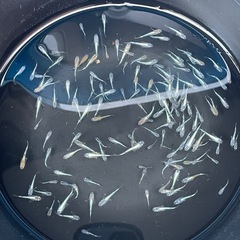 メダカ　3色RT タイプM 稚魚〜幼魚20匹＋aの画像