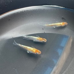 メダカ　3色RT タイプM 稚魚〜幼魚20匹＋aの画像