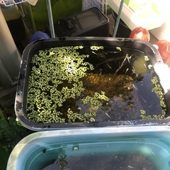 アオウキクサの画像