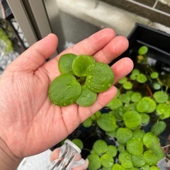 浮草　水草　　メダカの画像