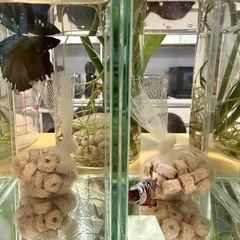 ベタの画像