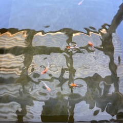 三色めだか卵30個
の画像