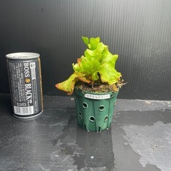 リドレイドワーフ
の画像