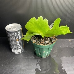 スコフィルドタッタ
の画像