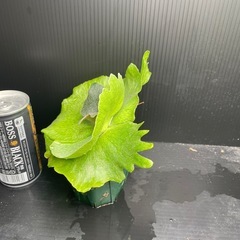 スコフィルドタッタ
の画像