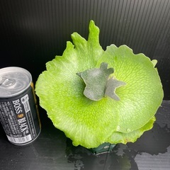 スコフィルドタッタ
の画像