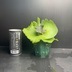 ランキングキーワードに紐づく投稿画像-観葉植物