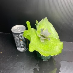 スコフィルドタッタ
の画像