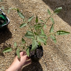 ミディトマト🍅わき芽苗🌱の画像