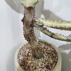 ホワイトゴーストの画像
