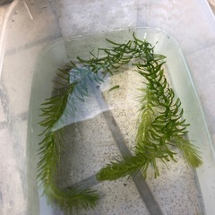 アナカリスの画像