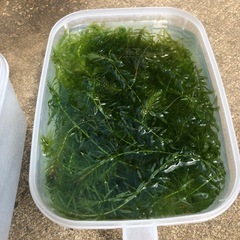アナカリスの画像
