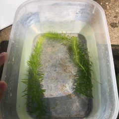 アナカリスの画像