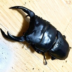 【全国配送可 死着保証なし】 能勢YG血統 25年羽化 オス80.7mm F4 オオクワガタ 成虫　12の画像