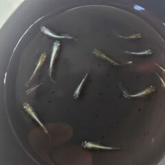 メダカ　【小菊美人】　無選別幼魚　10匹      1000円の画像