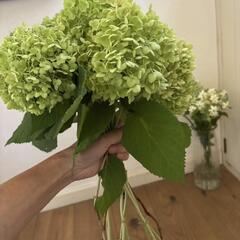 アナベル！！切り花！少し大きめ11本！の画像