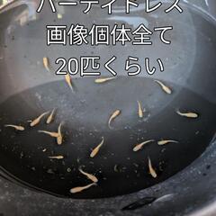 パーティドレスメダカ。画像個体全てです
