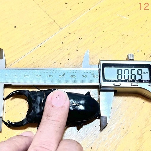 【 愛知県 西尾・安城・刈谷・豊明・日進】 能勢YG血統 25年羽化 オス80.7mm F4 オオクワガタ 成虫　12