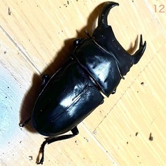【 愛知県 西尾・安城・刈谷・豊明・日進】 能勢YG血統 25年羽化 オス80.7mm F4 オオクワガタ 成虫　12の画像