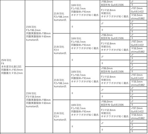【 愛知県 西尾・安城・刈谷・豊明・日進】 能勢YG血統 25年羽化 オス80.7mm F4 オオクワガタ 成虫　12