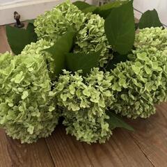 アナベル！！切り花！大きめ12本！の画像