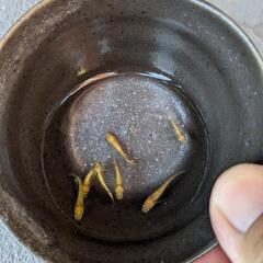 サンシャインメダカ。7匹の画像