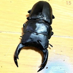 【全国配送可 死着保証なし】 能勢YG血統 25年羽化 オス80.2mm F4 オオクワガタ 成虫　15の画像