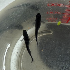 土日　　メダカ(黄、銀、金、黒)  稚魚、若魚　中央区　晴海トリトン付近の画像
