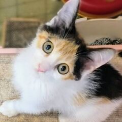 ★譲渡会あります★　ユニークなパッツン三毛です♪