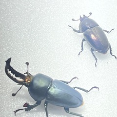 ②パプアキンイロクワガタ大特価♂♀♀の画像