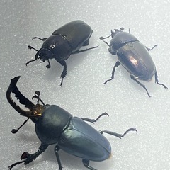 ②パプアキンイロクワガタ大特価♂♀♀の画像