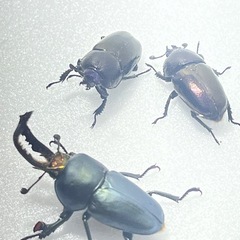 ②パプアキンイロクワガタ大特価♂♀♀の画像