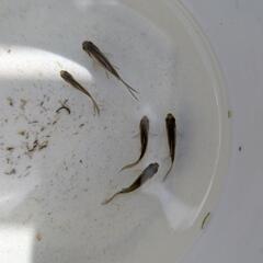 魚取沼系 鉄魚 自家繁殖2025年生まれ新仔 約3センチ 国指定天然記念物の系統の画像