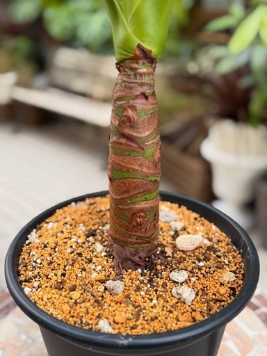 観葉植物　クワズイモ　高さ100cm　7号の鉢付き
