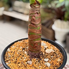 観葉植物　クワズイモ　高さ100cm　7号の鉢付きの画像
