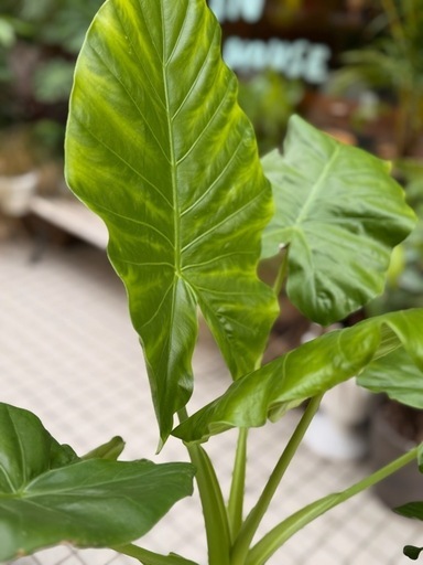 観葉植物　クワズイモ　高さ100cm　7号の鉢付き