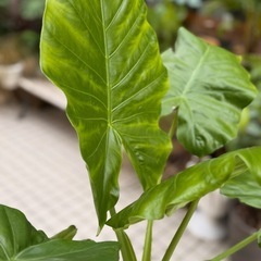 観葉植物　クワズイモ　高さ100cm　7号の鉢付きの画像