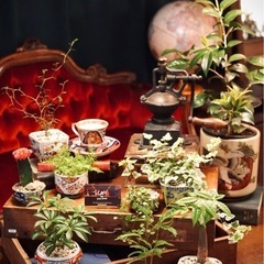 観葉植物　クワズイモ　高さ100cm　7号の鉢付きの画像