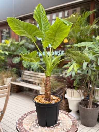 観葉植物　クワズイモ　高さ100cm　7号の鉢付き