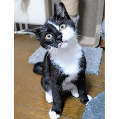 ★譲渡会あります★　ちょっと変わった柄の入り方！