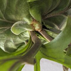 【大株】【良形】ビカクシダ　リドレイ(P. Ridleyi)　観葉植物　コウモリラン　インテリアグリーン①の画像